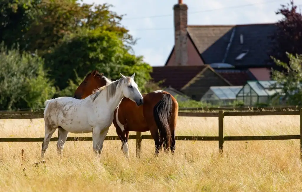 horses, animals, field, brown horse, white horse, nature, equine, mammals, farm, ranch